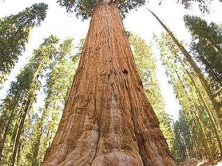 Sequoia Général Sherman