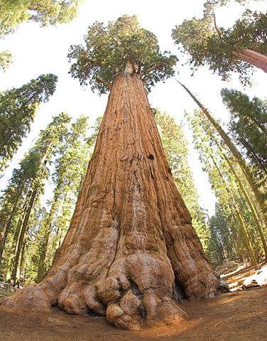 sequoia-general-sherman