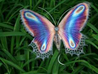 borboleta-colorida