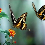 fotos-borboletas-fotos (7)