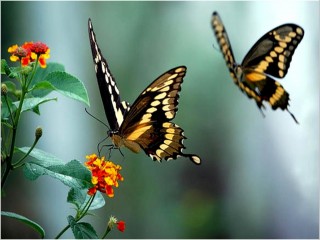 fotos-borboletas-fotos (7)