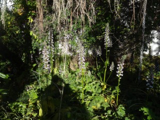 Acanthes (4)