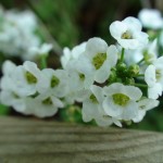 alyssum-1