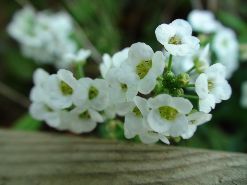 alyssum-1