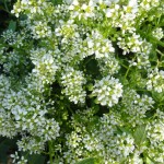 alyssum-2