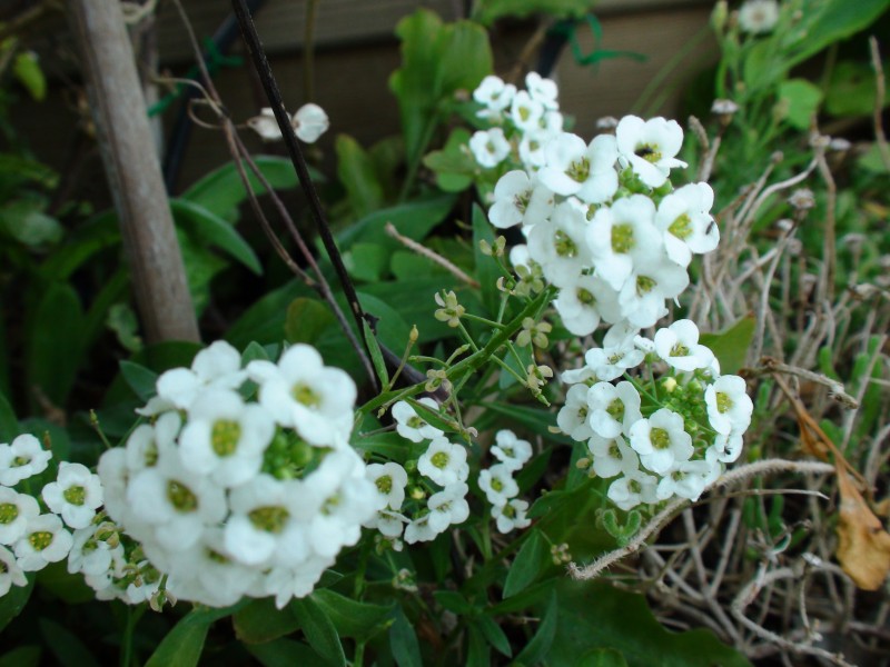 alyssum-3