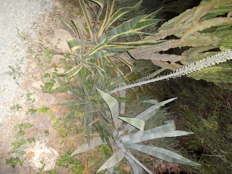 agave-16
