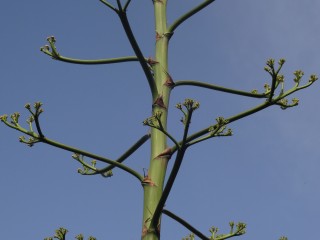 agave (17)