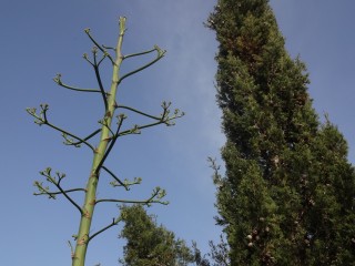 agave (18)