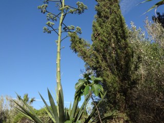 agave (2)