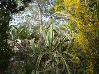 agave (26)