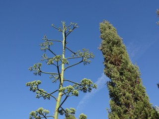 agave (3)