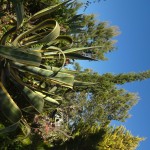 Agave