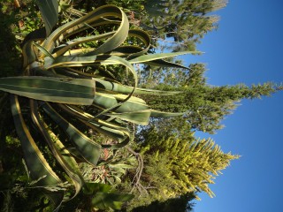 agave (31)