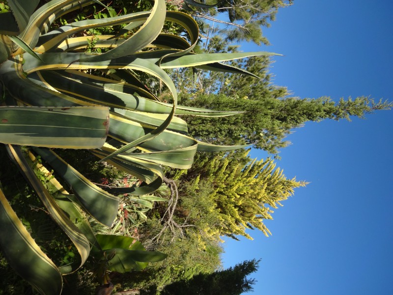 agave-32