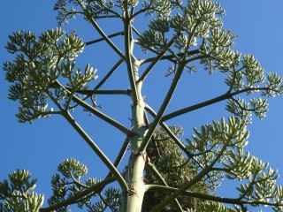 agave (36)