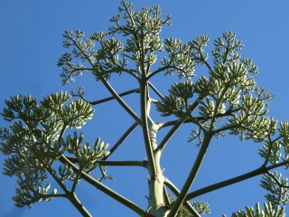 agave (37)