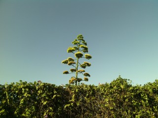 agave (38)