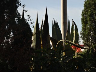 agave (6)