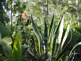 agave (7)