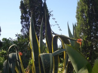 agave (8)