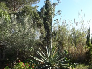 agave (9)