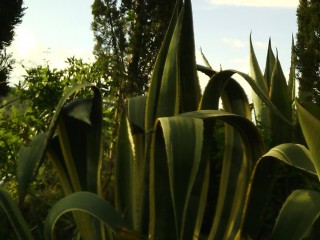 agave33_cropped