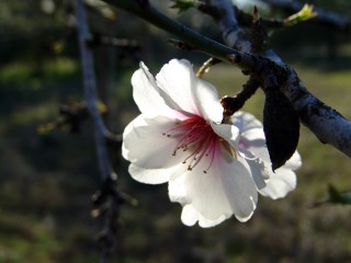 amandiers en fleurs (1)