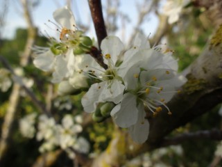 amandiers en fleurs (12)