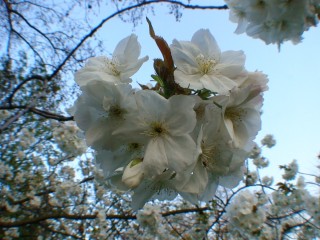 amandiers en fleurs (2)