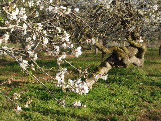 amandiers en fleurs (22)