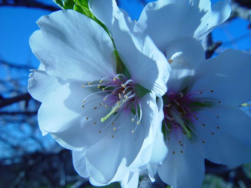 amandiers-en-fleurs-26