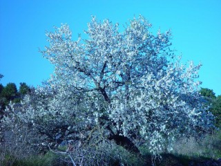 amandiers en fleurs (28)