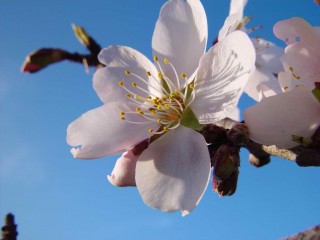 amandiers en fleurs (4)