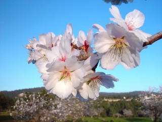 amandiers en fleurs (5)