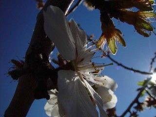 amandiers en fleurs (6)