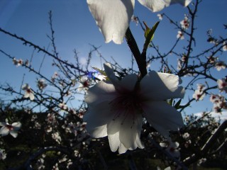 amandiers en fleurs (9)