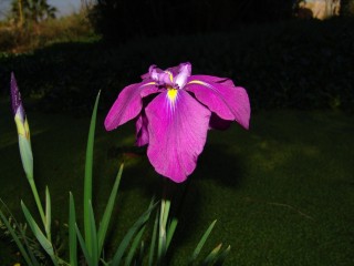 iris (10)