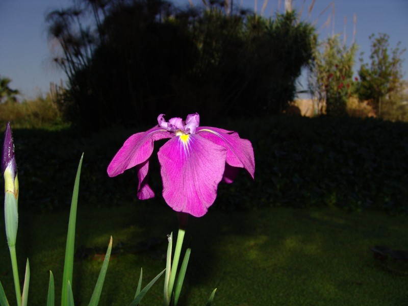 iris-11
