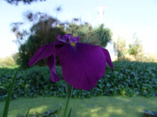 iris (12)