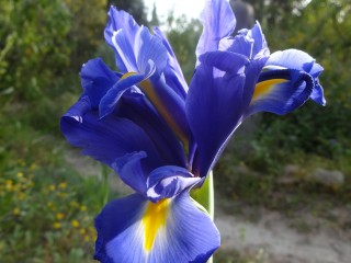 iris (31)