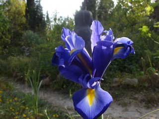 iris (32)