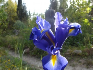 iris (34)