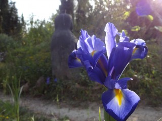 iris (35)