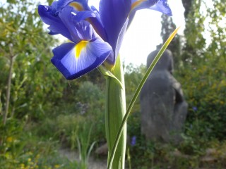 iris (37)