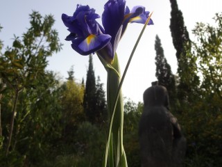 iris (39)