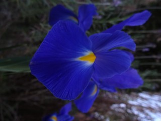 iris (66)