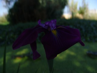 iris (8)