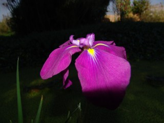 iris (9)