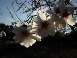 mandiers en fleurs(P) (1)
